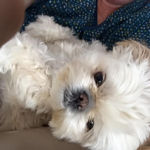 Meet your Posher, Gerda